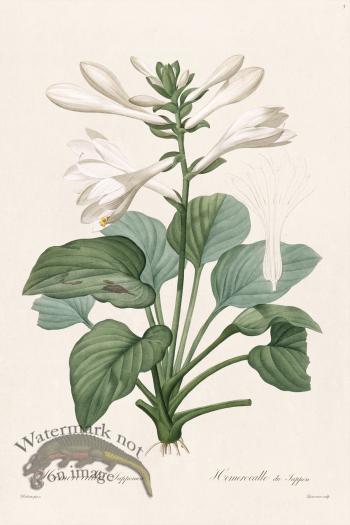 Les Liliacees Redoute 003